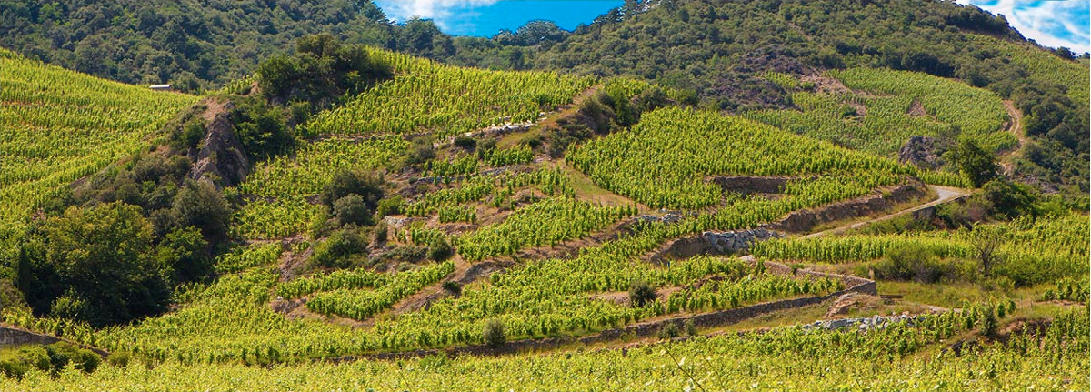 Restaurant THOMAS - Alain VOGE partenaire des vins